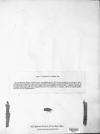 Botryodiplodia fraxini image